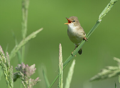 BUITEN BEELD Foto: 435004