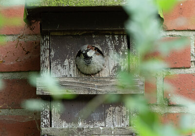 BUITEN BEELD Foto: 435005