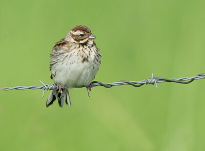 BUITEN BEELD Foto: 435006