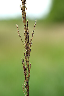 BUITEN BEELD Foto: 435010