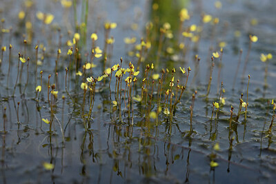 BUITEN BEELD Foto: 435011