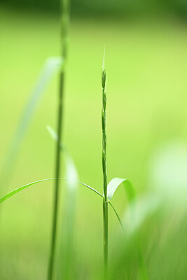BUITEN BEELD Foto: 435013