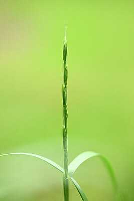 BUITEN BEELD Foto: 435014