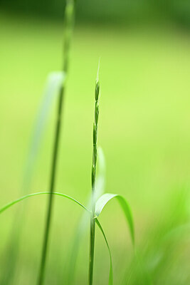 BUITEN BEELD Foto: 435016