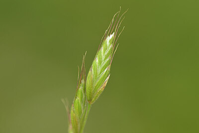 BUITEN BEELD Foto: 435018