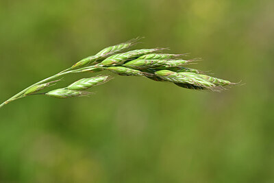 BUITEN BEELD Foto: 435019