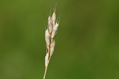 BUITEN BEELD Foto: 435020