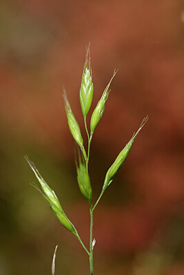 BUITEN BEELD Foto: 435022