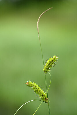 BUITEN BEELD Foto: 435023