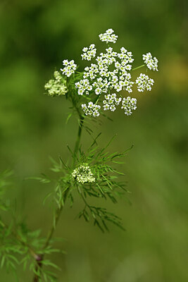 BUITEN BEELD Foto: 435024