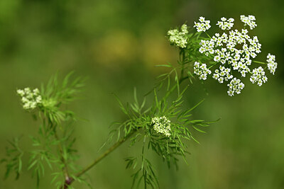 BUITEN BEELD Foto: 435025
