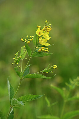 BUITEN BEELD Foto: 435027