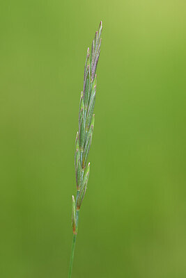 BUITEN BEELD Foto: 435028