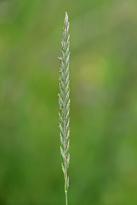 BUITEN BEELD Foto: 435030