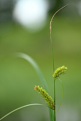BUITEN BEELD Foto: 435032