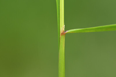 BUITEN BEELD Foto: 435033
