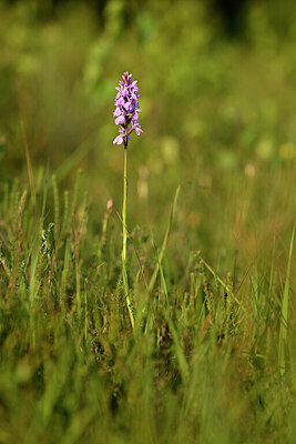 BUITEN BEELD Foto: 435034