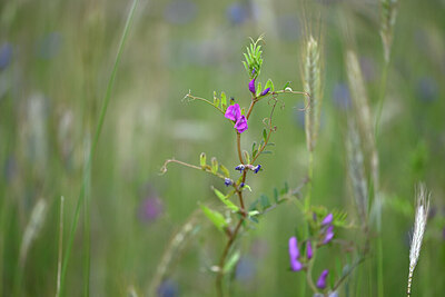 BUITEN BEELD Foto: 435039