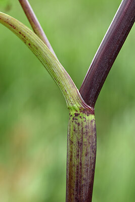 BUITEN BEELD Foto: 435042