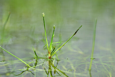 BUITEN BEELD Foto: 435043