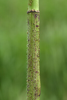 BUITEN BEELD Foto: 435048