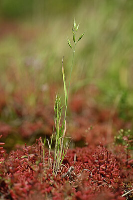 BUITEN BEELD Foto: 435049