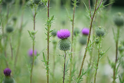 BUITEN BEELD Foto: 435050