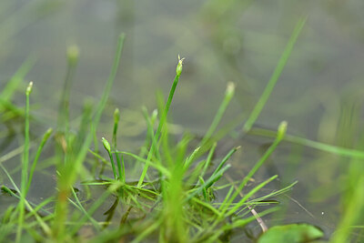 BUITEN BEELD Foto: 435052