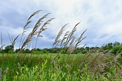 BUITEN BEELD Foto: 435053