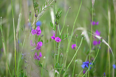 BUITEN BEELD Foto: 435056