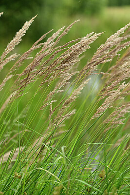 BUITEN BEELD Foto: 435065