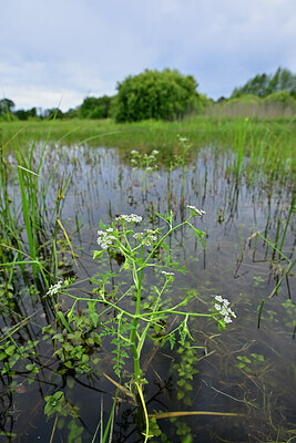 BUITEN BEELD Foto: 435067