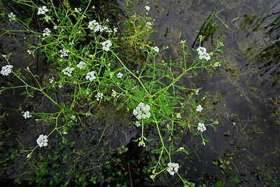 BUITEN BEELD Foto: 435070