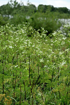 BUITEN BEELD Foto: 435072