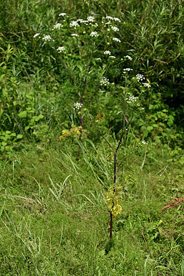BUITEN BEELD Foto: 435074