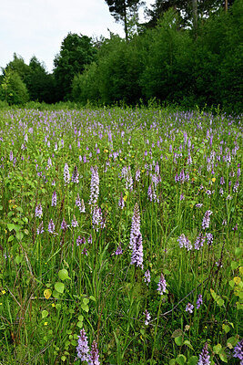 BUITEN BEELD Foto: 435078