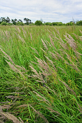 BUITEN BEELD Foto: 435079
