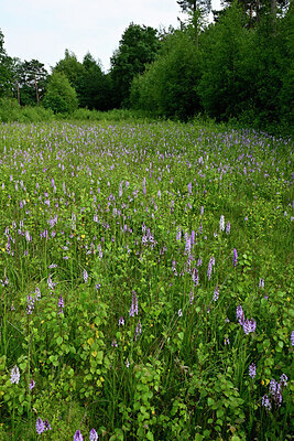 BUITEN BEELD Foto: 435085