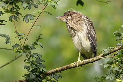 BUITEN BEELD Foto: 435095