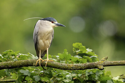 BUITEN BEELD Foto: 435096