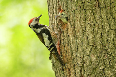 BUITEN BEELD Foto: 435100