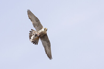 BUITEN BEELD Foto: 435106