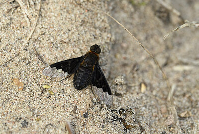 BUITEN BEELD Foto: 435120