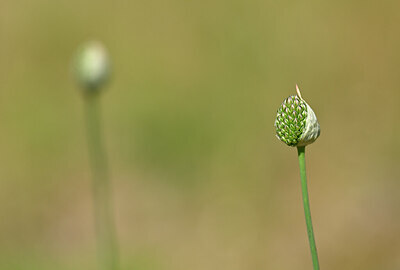BUITEN BEELD Foto: 435121