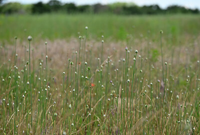 BUITEN BEELD Foto: 435124