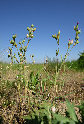 BUITEN BEELD Foto: 435126