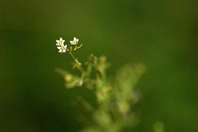 BUITEN BEELD Foto: 435127