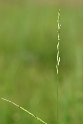 BUITEN BEELD Foto: 435128