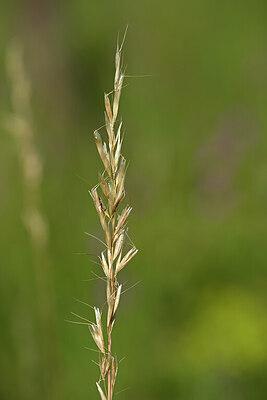 BUITEN BEELD Foto: 435129