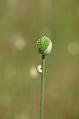 BUITEN BEELD Foto: 435130